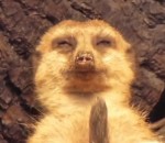 suricate Un suricate combat la fatigue
