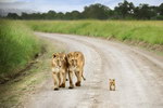 lionceau Se promener avec bébé