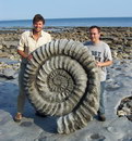 geant Fossile de coquillage géant