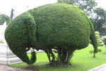 elephant arbre Arbre éléphant