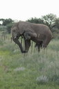 elephant Un éléphant traverse une clôture sans l'abimer