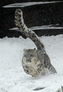leopard Un léopard des neiges avec grande queue 