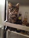 biere refrigerateur Bière ou chaton ?