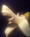 banane Banane requin