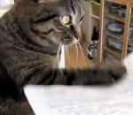 feuille papier Un chat a des TOC