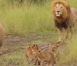 lion Des lionceaux essaient de rugir comme Papa