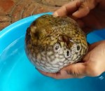 bassine Un poisson-ballon se gonfle