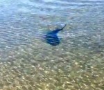 poisson plage Un poisson vient faire coucou à la caméra