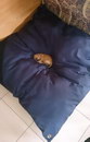dormir Petit chien ou grand coussin ?