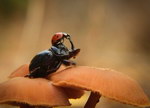 scarabee Une coccinelle chevauche un scarabée
