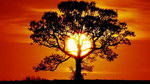 soleil Coucher de soleil derrière un arbre