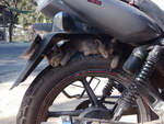 chaton roue Des chatons au chaud