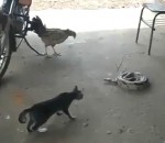 surprise saut Chat curieux vs Serpent