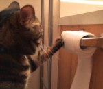 papier Un chat déroule puis enroule le papier toilette