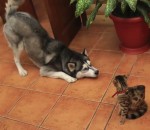 compilation chat Des chiens veulent être amis avec des chats