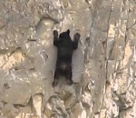 escalade Des ours escaladent une paroi rocheuse