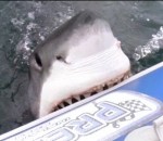 gonflable Un requin attaque un bateau pneumatique