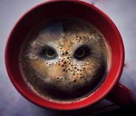 cafe hibou Hibou dans un café