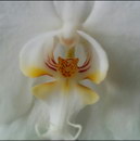 orchidee fleur Tigre dans une orchidée