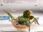 bol eau perroquet Un perroquet prend un bain
