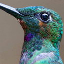 colibri Colibri de près