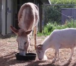 ane Une chèvre retrouve son meilleur ami un âne