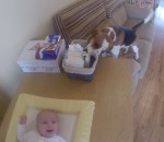 beagle bebe Un chien aide à changer les couches du bébé