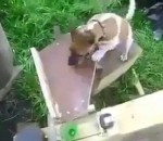 bois machine catapulte Un chien actionne une machine qui lui envoie la balle