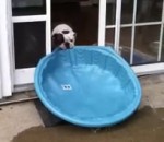 bulldog Un chien veut une piscine intérieure