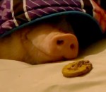 cochon renifler Un cookie devant le groin d'un cochon endormi