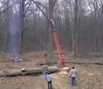 arbre chute Couper une branche d'arbre Fail