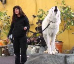 public Faire hurler un loup arctique 