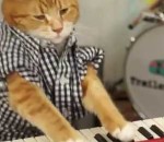 chat synthetiseur Keyboard Cat Returns