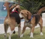 beagle Des chiens de laboratoire découvrent la liberté
