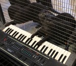 zoo jouer clavier Des loutres jouent du synthétiseur