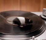 rat Des rongeurs sur une platine vinyle