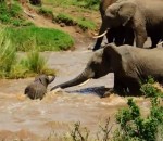 riviere Un troupeau d'éléphants sauve un bébé de la noyade
