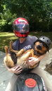 moto chien casque Un chien prêt pour faire un tour de moto