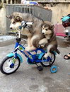 velo chien Des chiens Husky font du vélo