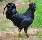 noir Poulet Ayam Cemani intégralement noir