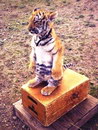 tigre Bébé tigre suricate