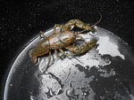 homard Un monstre géant sur une planète métallique (ou un homard au fond d'un seau)