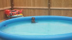 chien eau piscine Chien au frais