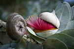 fleuraison Floraison d'un eucalyptus macrocarpa