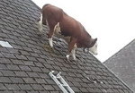 vache toit Une vache sur un toit