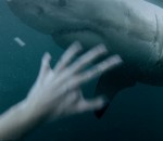 australie Un baigneur face à un grand requin blanc