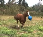 balle cheval Un cheval joue avec une balle