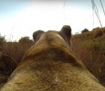 antilope gopro Une lionne chasse avec une caméra sur le dos
