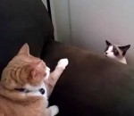 rencontre chat fauteuil Face à face de chats