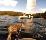 catamaran bateau Sauvetage d'un écureuil dans l'eau